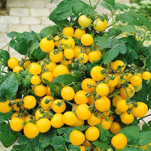 Томат Синичка