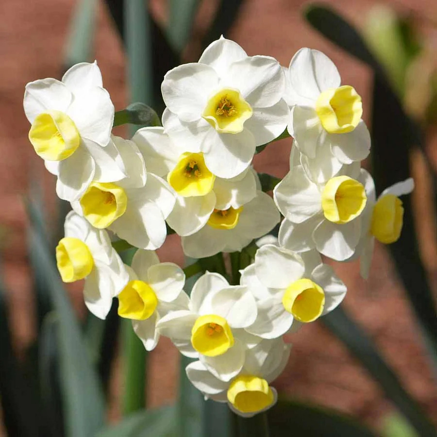 Нарцисс Tazetta Avalanche