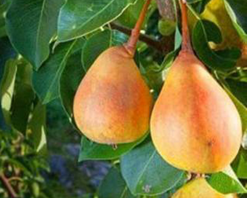 Груша колоновидная Г-1