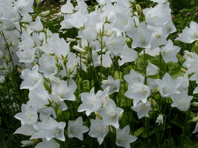 Campanula persicifolia Iceberg