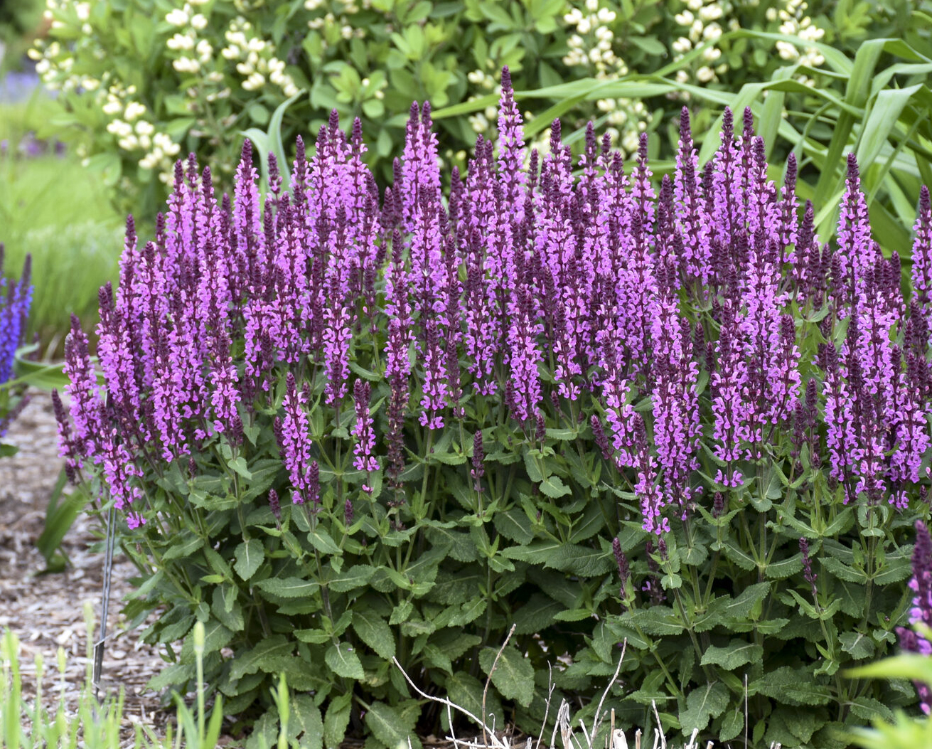 Шалфей дубравный Сенсейшн Роуз