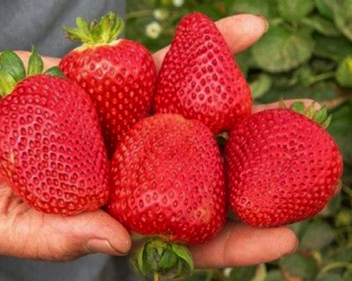 Клубника Гармония