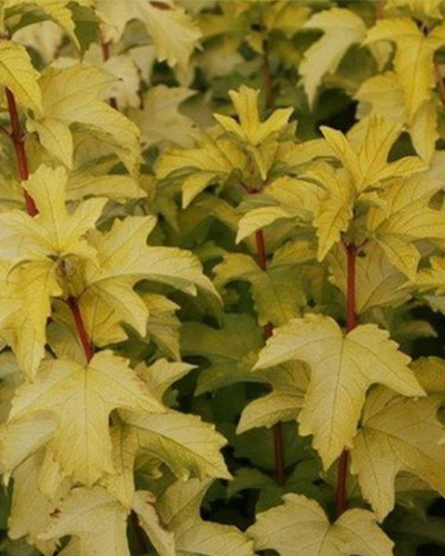 Калина обыкновенная Аннис Мэджик Голд (Viburnum opulus Anny's Magic Gold)