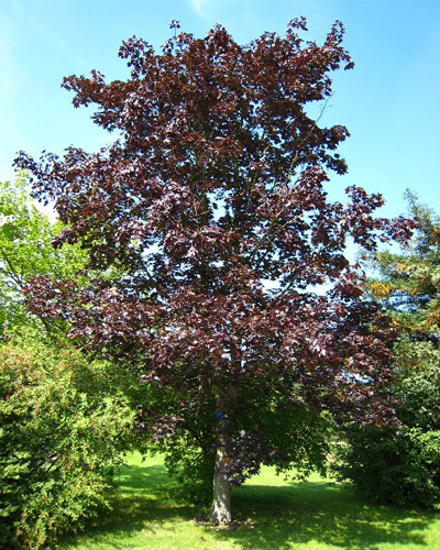 Клен остролистный Роял Ред (Acer platanoides Royal Red) Клен остролистный Роял Ред (Acer platanoides Royal Red)