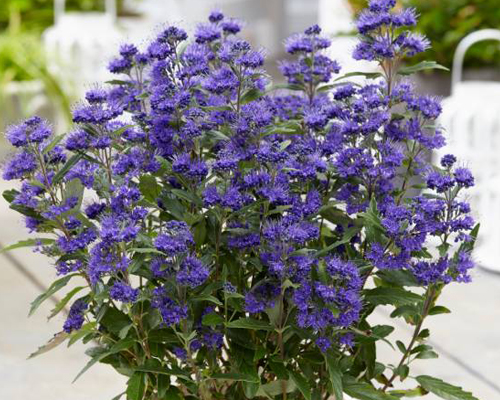 Кариоптерис кладонский (Caryopteris clandonensis)