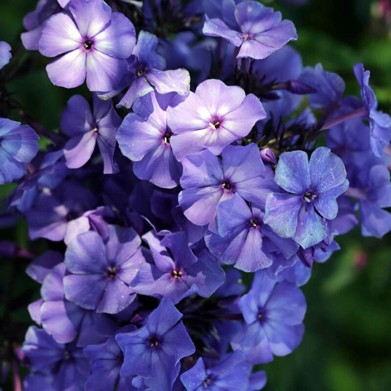 Флокс метельчатый Blue