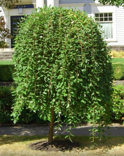 Ива козья Килмарнок (Salix caprea Kilmarnock)