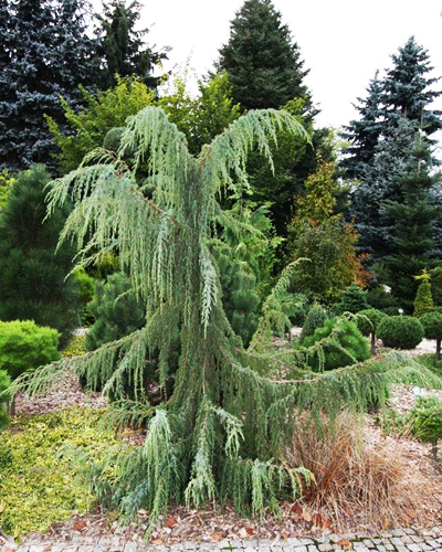 Можжевельник обыкновенный Хорстманн (Juniperus communis Horstmann Pendula)
