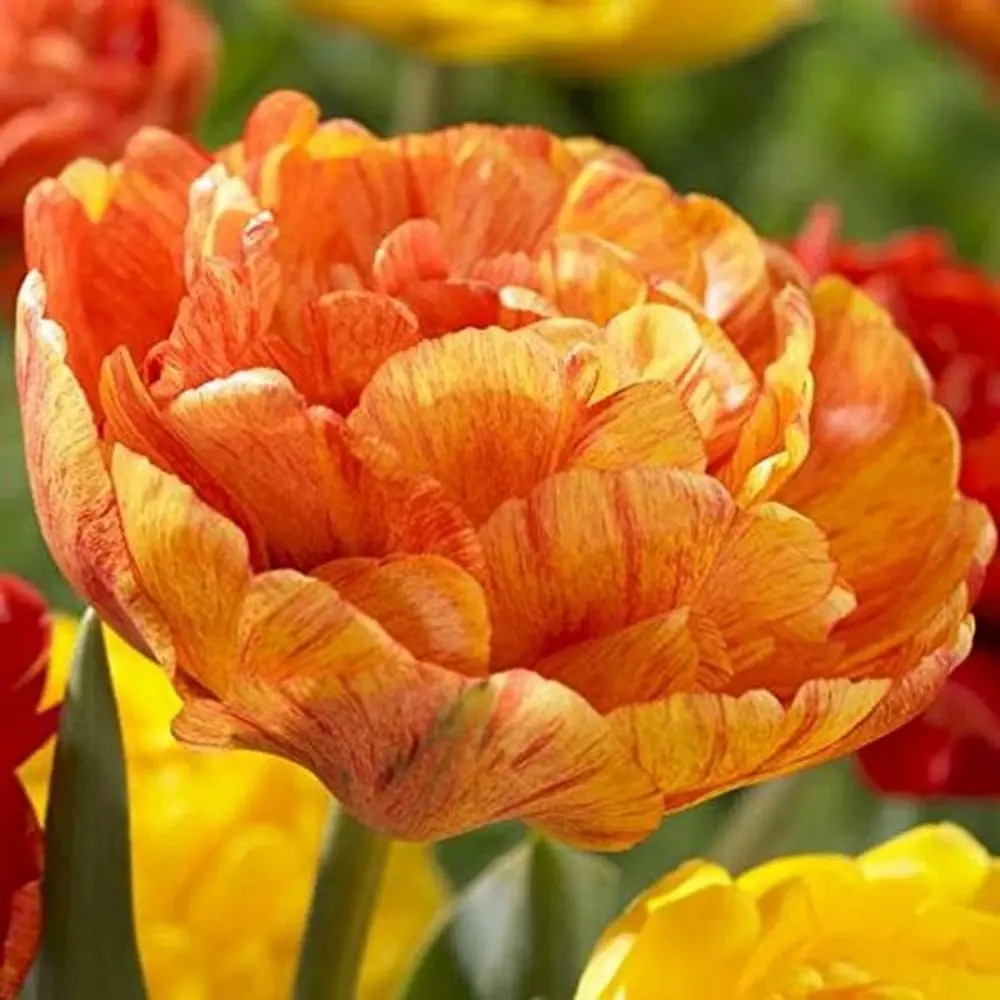 Тюльпан Double Beauty of Apeldoorn