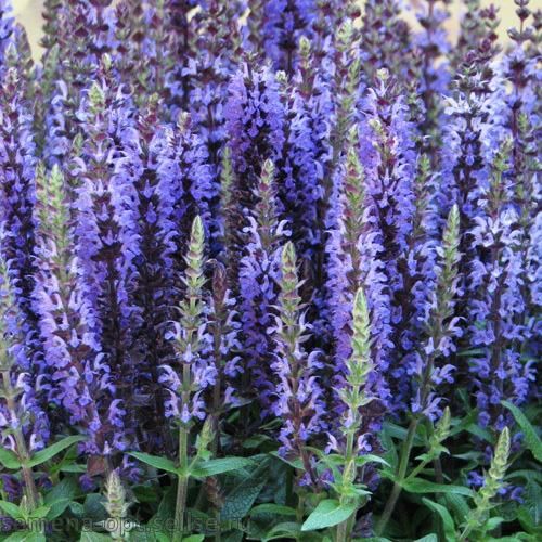 Salvia superba Adora Blue