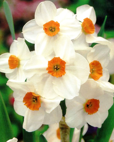 Нарцисс Poetaz Geranium