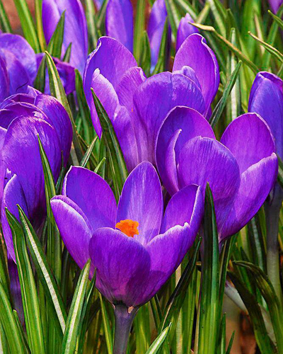 Крокус large flowering Remembrance Крокус large flowering Remembrance