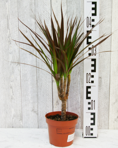 Драцена Маргината Маджента (Dracaena Marginata Magenta)
