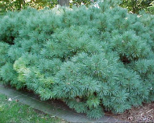 Сосна веймутова Нана Компакта (Pinus strobus Nana Compacta)