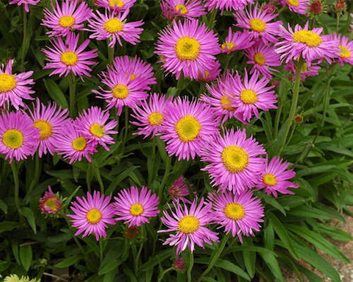 Астра альпийская Хэппи Энд (Aster alpinus Happy End)