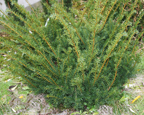 Тис ягодный Хессей (Taxus baccata Hessei)