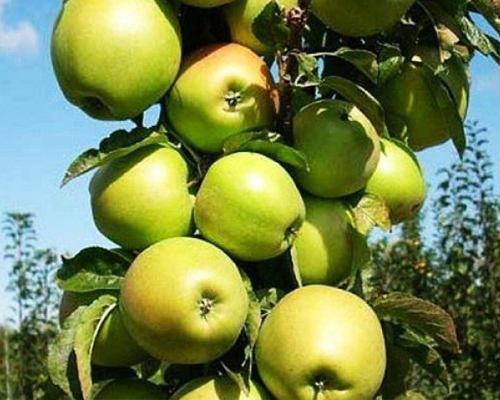 Яблоня колоновидная Президент