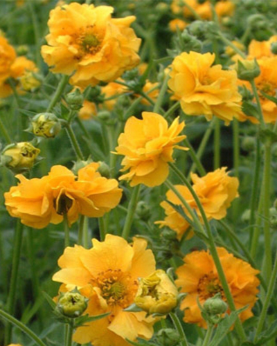 Гравилат чилийский Аурелия (Geum chiloense Aureliya)
