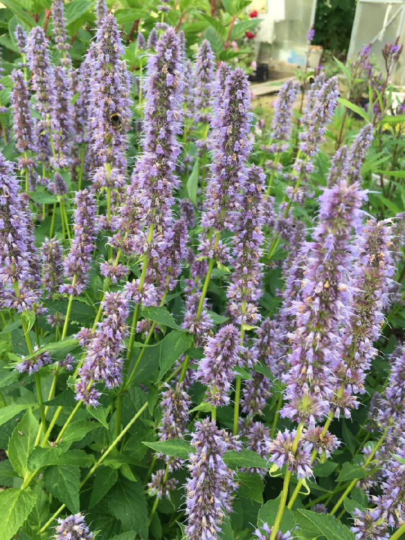 Агастахе Блю Фортун Агастахе Блю Фортун