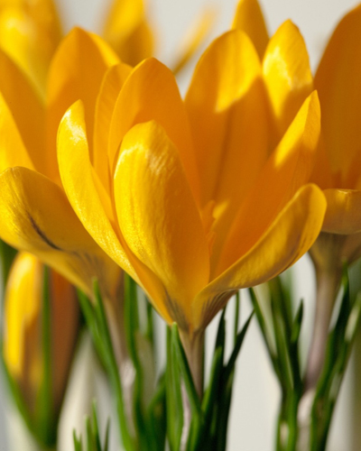 Крокус large flowering Giant Yellow