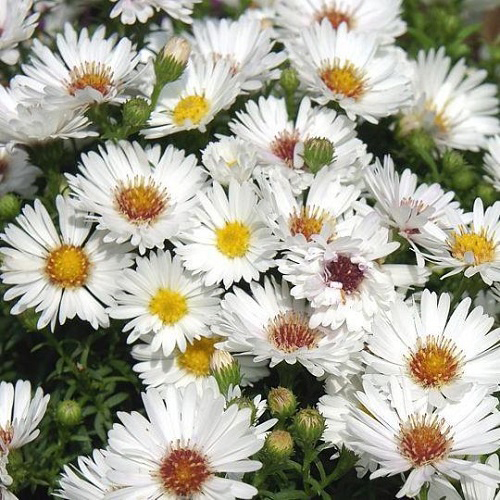 Астра новобельгийская Меджик Вайт (Aster novibelgii Magic White)