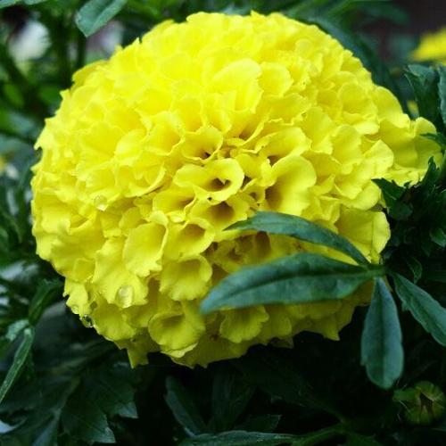 Тагетес прямостоячий Антигуа Примроуз (Tagetes erecta Antigua Primrose)