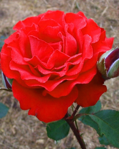 роза Флорентина (Florentinа)