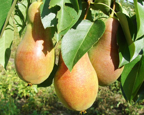 Груша Юньска Лепотика Груша Юньска Лепотика