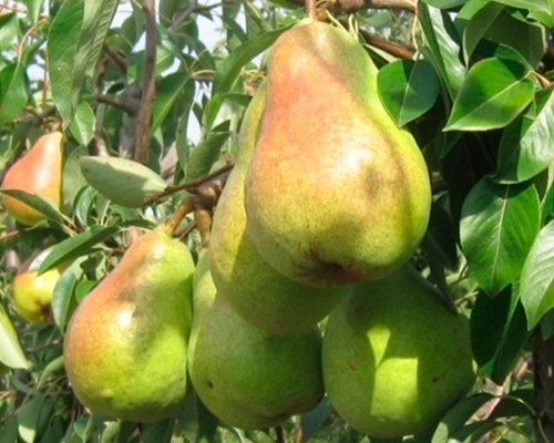 Груша Дельбарью