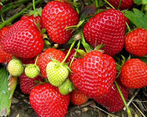 Клубника Фаворит
