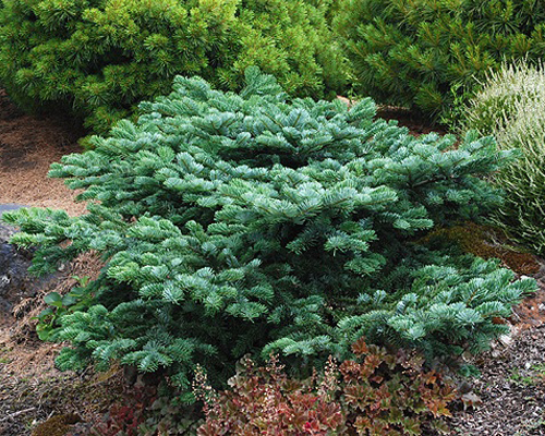 Пихта миловидная Спрединг Стар (Abies amabilis Spreading Star)