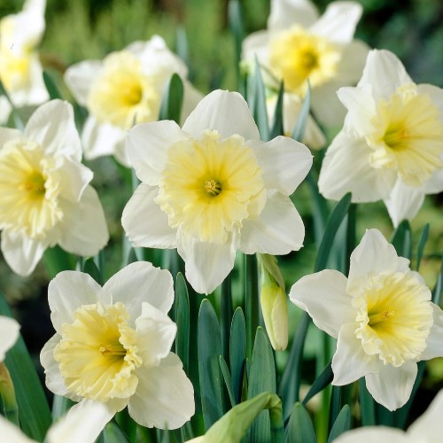 Нарцисс Single Ice Folies