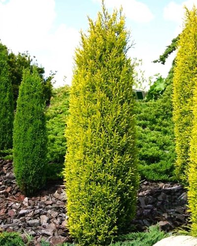 Можжевельник обыкновенный Голд Кон (Juniperus communis Gold Cone)