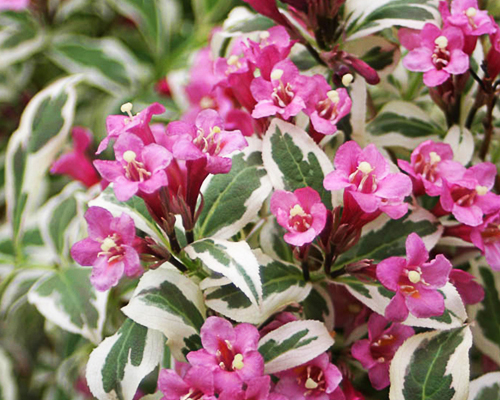 Вейгела цветущая Моне (Weigela florida Monet)