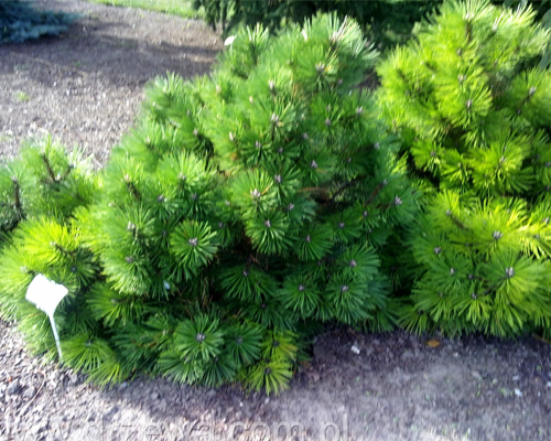 Сосна черная Слизов (Pinus nigra Ślizów)