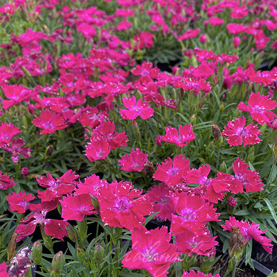 Dianthus beauties Hana Scarlet