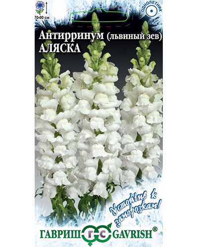 антирринум аляска