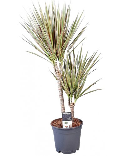 Драцена Маригната Биколор (Dracaena Marginata Bicolor)