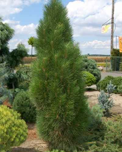 Сосна черная Грин Рокет (Pinus nigra Green Rocket)