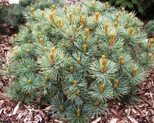 Сосна стланиковая Глоб (Pinus pumila Globe)