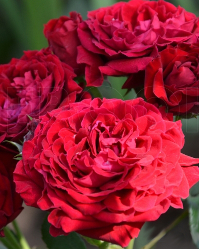 роза Таманго (Tamango)