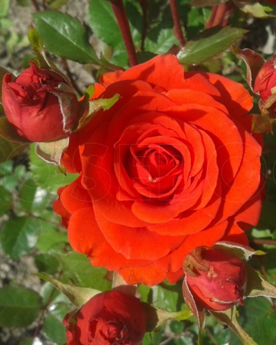 роза Бэби Баккара (Baby Baccara)