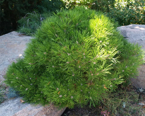 Сосна густоцветковая Лоу Глоу (Pinus densiflora Low Glow)