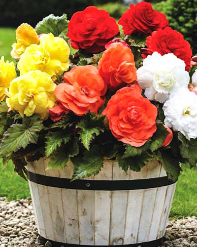 Бегония гибридная Х микс