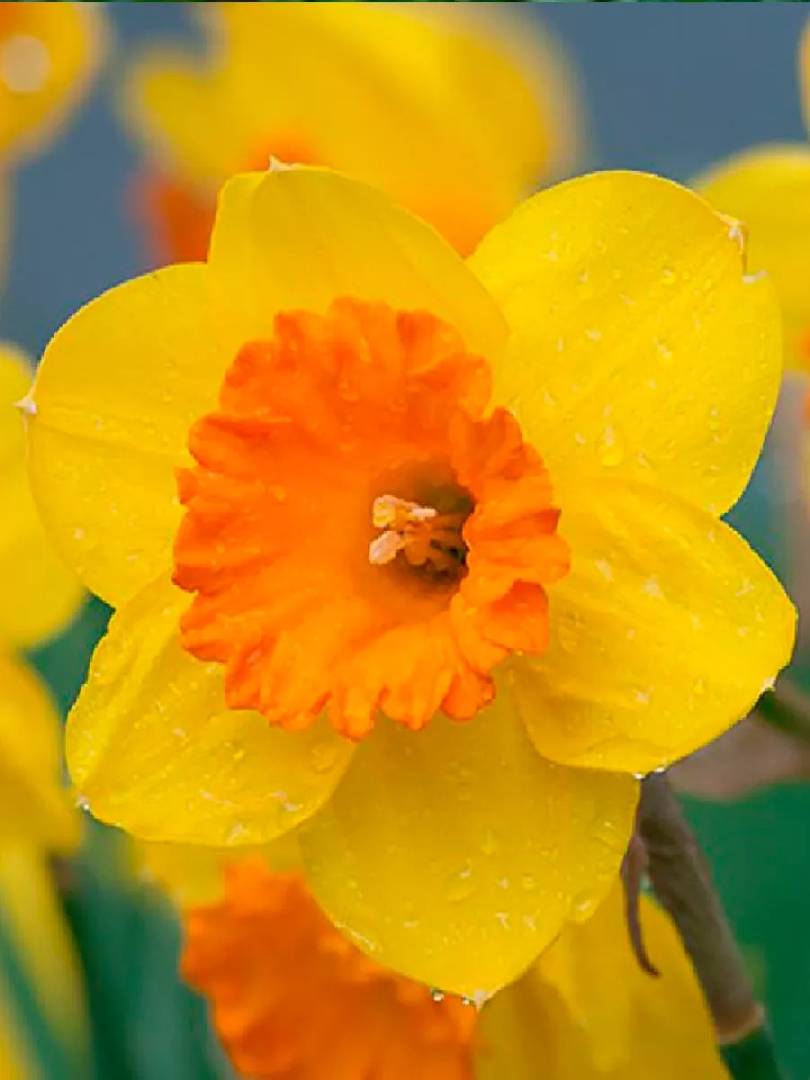 Нарцисс Single Pimpernel