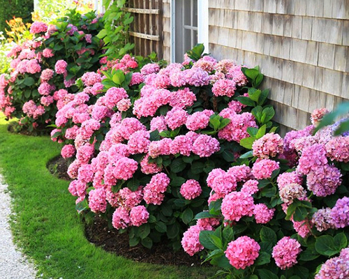 Гортензия крупнолистная Эндлесс Саммер / Вечное лето (Hydrangea macrophylla Endless Summer)