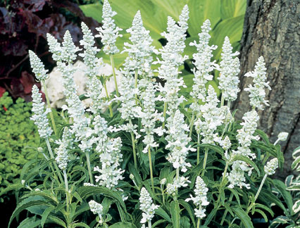 Шалфей мучнистый Виктория Вайт