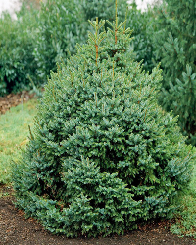 Ель сербская Нана (Picea omorika Nana)