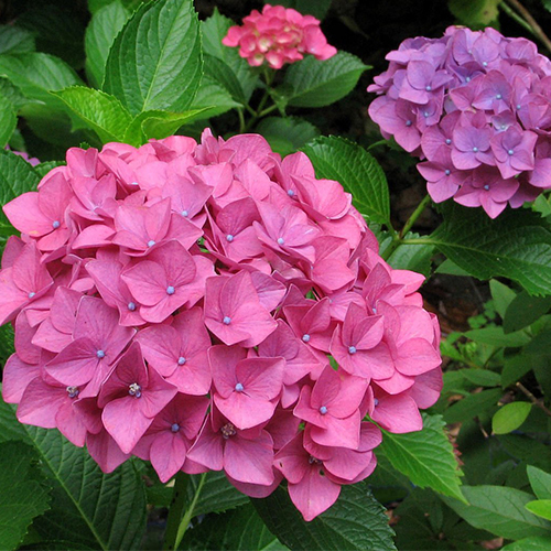 Гортензия крупнолистная Эрли Роуз (Early Rose)