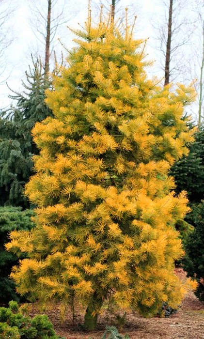 Пихта одноцветная Винтерголд (Abies concolor Wintergold) Пихта одноцветная Винтерголд (Abies concolor Wintergold)